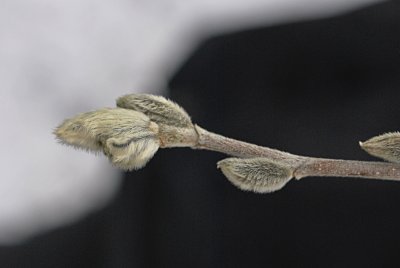 Magnolia stellata - šácholan hvězdovitý - zimní pupeny